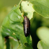 Eichenwickler, Puppe