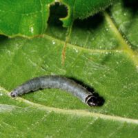 Eichenwickler,Raupe auf Eichenblatt