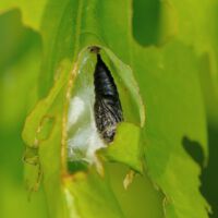 Eichenwickler, Puppe in der Blatttüte, geöffnet