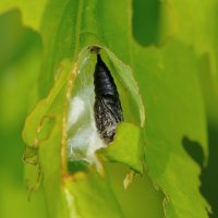 Eichenwickler, Puppe in der Blatttüte, geöffnet