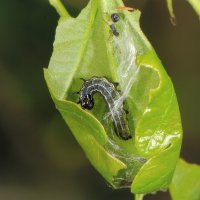 Eichenwickler, Blatttüte der Raupe, geöffnet