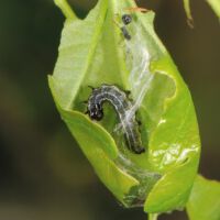 Eichenwickler, Blatttüte der Raupe, geöffnet