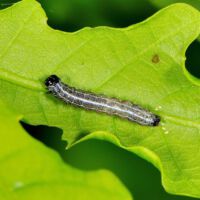 Eichenwickler, Raupe auf Eichenblatt