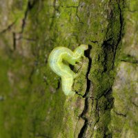 Kleiner Frostspanner,
Raupe an Eichenstamm