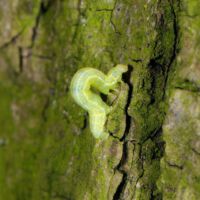 Kleiner Frostspanner,
Raupe an Eichenstamm