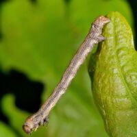 graugelber Breitflügelspanner