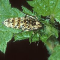 Großer Frostspanner,
ungeflügeltes Weibchen