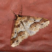 Großer Frostspanner,
männlicher Falter an einer Hauswand, Mitte November