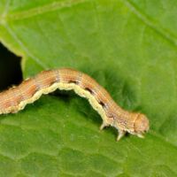 Großer Frostspanner,
Raupe an Eichenblatt