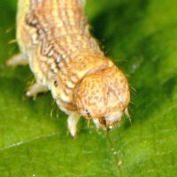 Großer Frostspanner,
Raupe Portrait