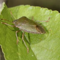 Grüne Stinkwanze, braune Überwinterungsfärbung