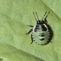 Grüne Stinkwanze, älteres Larvenstadium
