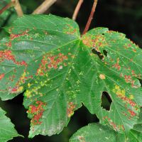 Gallen der Ahorngallmilbe_Vasates-quadripedes am Blatt des Bergahorns