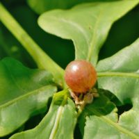 Beerengalle der Gallwespe Neuroterus-quercusbaccarum am Stiel eines Eichenblatts