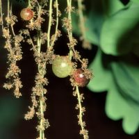 Beerengalle der Gallwespe Neuroterus-quercus-baccarum am männlichen Blütenstand der Stieleiche