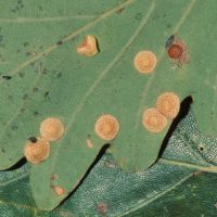 Linsengallen der Gallen der Gallwespe Neuroterus-quercus-baccarum an einem Eichenblatt