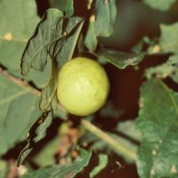 Galle der Gallwespe Cynips-quercusfolii (Gallapfel) an der Unterseite eines Eichenblatts