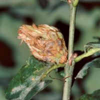 Eichenrosengalle der Gallwespe Andricus-foecundatrix an einem Eichenzweig