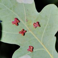 Galle der Gallwespe Neuroterus-albipes an der Unterseite eines Eichenblatts
