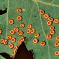 Galle der Gallwespe Neuroterus-numismalis (Seidenknopfgalle) an der Unterseite eines Eichenblatts