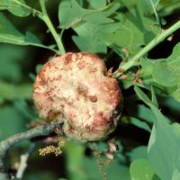 Schwammgalle der Gallwespe Biorhiza-pallida an einem Eichenzweig