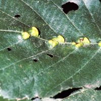 Gallen der Erlengallmilbe Eriophyes-inangulis am Blatt der Schwarzerle