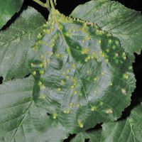 Gallen der Erlengallmilbe Eriophyes-laevis am Blatt der Schwarzerle