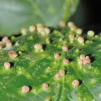 Gallen der Erlengallmilbe Eriophyes-laevis am Blatt der Schwarzerle