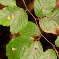 Gallen der Buchengallmücke Mikiola-fagi an Bltt der Rotbuche