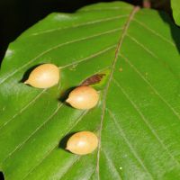 Gallen der Buchengallmücke Mikiola-fagi am Blatt der Rotbuche