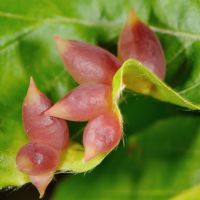 Gallen der Buchengallmücke Mikiola-fagi auf einem Blatt der Rotbuche