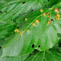 Gallen der Lindengallmibe Didymomyia-tiliacea am Blatt der Sommerlinde