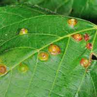 Gallen der Lindengallmibe Didymomyia-tiliacea am Blatt der Sommerlinde