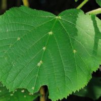 Gallen der Lindengallmibe Eriophyes-exilis am Blatt der Sommerlinde