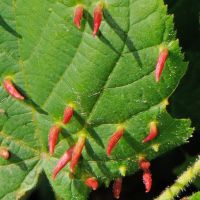 Gallen der Lindengallmibe Eriophyes-tiliae am Blatt der Sommerlinde