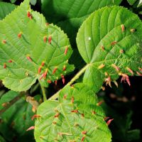 Gallen der Lindengallmibe Eriophyes-tiliae an Blättern der Sommerlinde