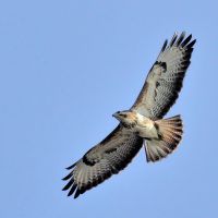 Mäusebussard kreisend