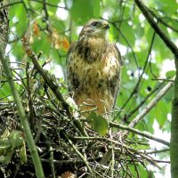 Mäusebussard am Nest