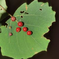 Gallen der Espenlgallmücke Harmandiola-tremulae auf einem Espenblatt