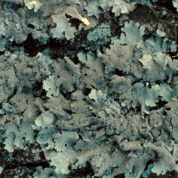 Blattflechte Parmelia-sulcata,
an sauren, nährstoffreichen Borken und lichtreichen Stellen