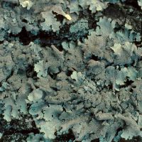 Blattflechte Parmelia-sulcata,
an sauren, nährstoffreichen Borken und lichtreichen Stellen