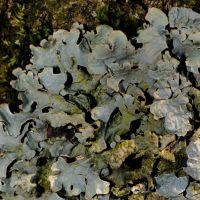 Blattflechte Parmelia-sulcata,
an sauren, nährstoffreichen Borken und lichtreichen Stellen