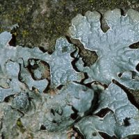 Blattflechte Parmelia-sulcata,
an sauren, nährstoffreichen Borken und lichtreichen Stellen