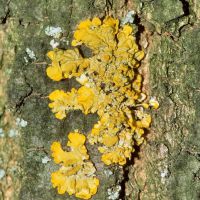 Blattflechte Xanthoria-parietina,
an basischen, nährstoffreichen Borken,
lichtbedürftig