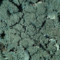 Blattflechte Parmelia-sulcata,
Isidien auf der Blattoberfläche