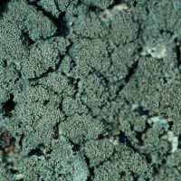 Blattflechte Parmelia-sulcata,
Isidien auf der Blattoberfläche