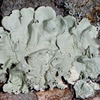 Blattfelchte Parmelia-tiliacea,
an nähstoffreichen Borken, an lichten Stellen