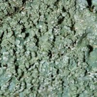 Blattflechte Parmelia-sulcata,
Sorale auf der Blattoberfläche