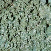 Blattflechte Parmelia-sulcata,
Sorale auf der Blattoberfläche