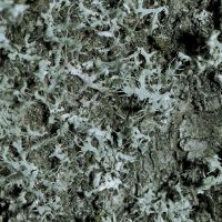 Helmschwielen-Flechte Physcia-adsendens,
an nährstoffreichen Borken, an lichten Stellen